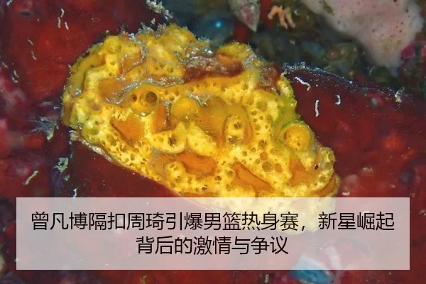 ceng-fan-bo-ge-kou-zhou-qi-yin-bao-nan-lan-re-shen-sai-xin-xing-jue-qi-bei-hou-de-ji-qing-yu-zheng-yi-2-707.jpg